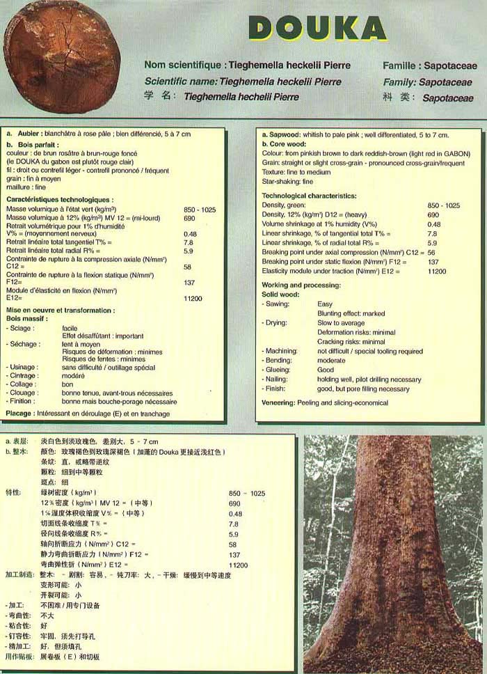 Genesis Douka Species