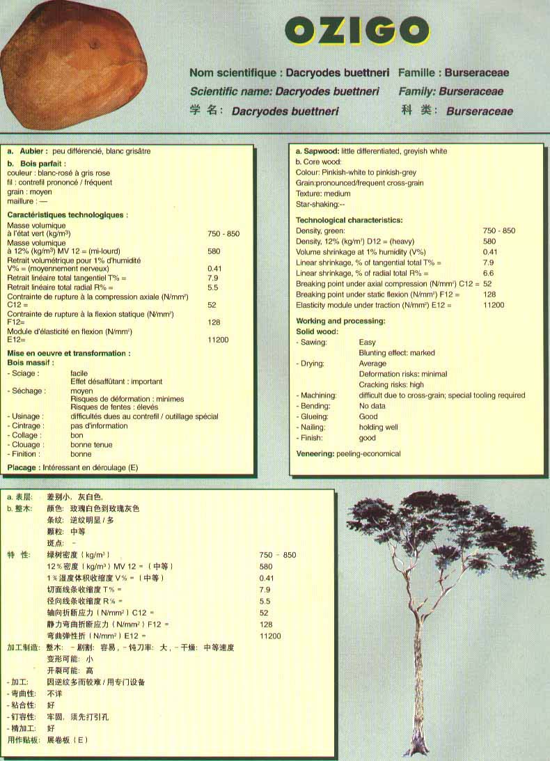 Genesis Douka Species